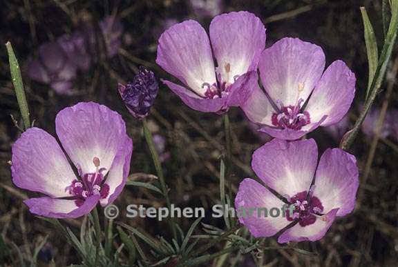 clarkia cylindrica ssp clavicarpa 4 graphic